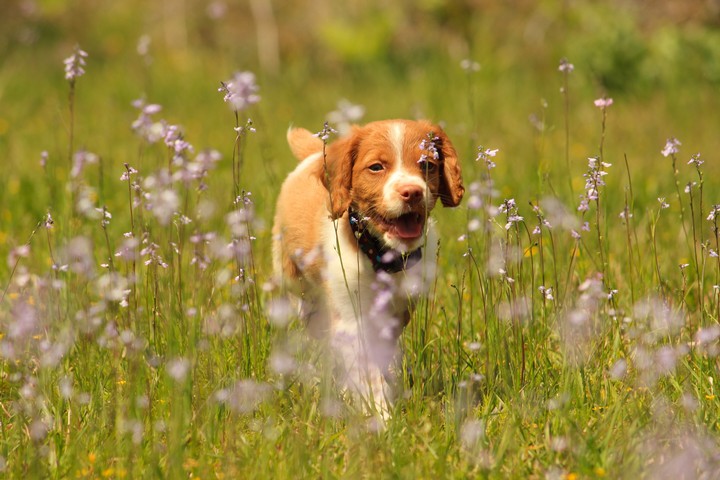 cute puppy...