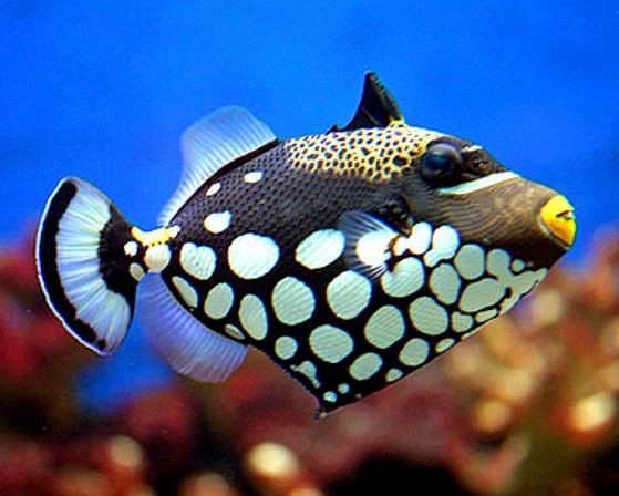 underwater world