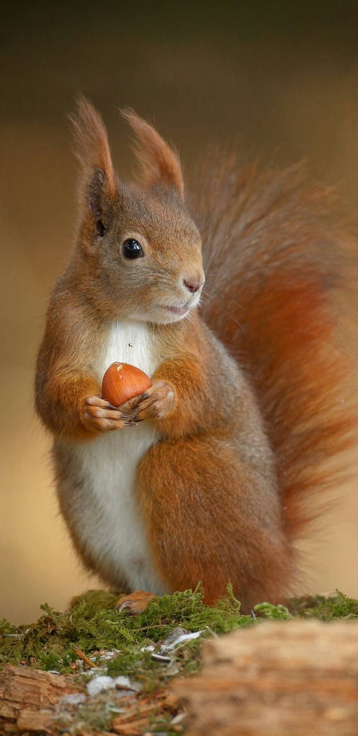 squirrel