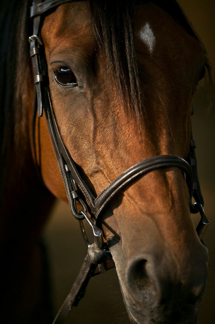 horse