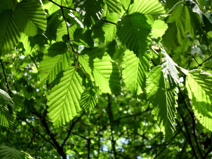The Green Forest