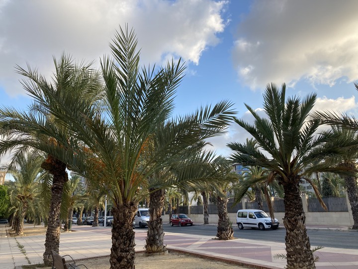 Palmeras - Elche (Alicante) - España