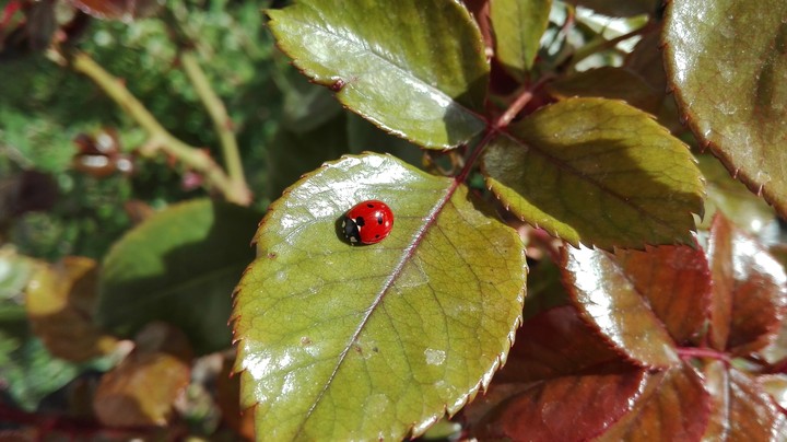coccinella portafortuna