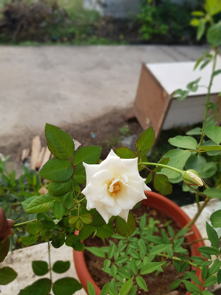 white rose flowers
