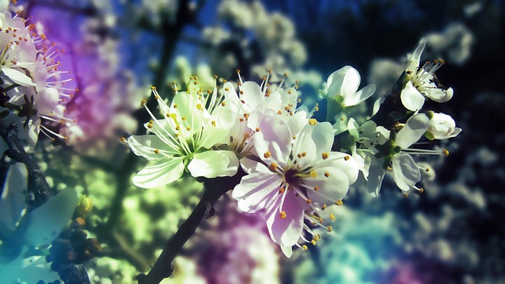 blossom (çicek)
