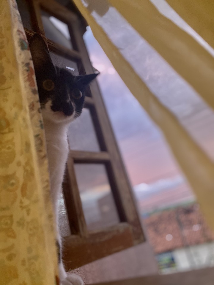 Minha gatinha panqueca