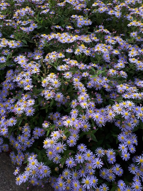 Pretty purple flowers