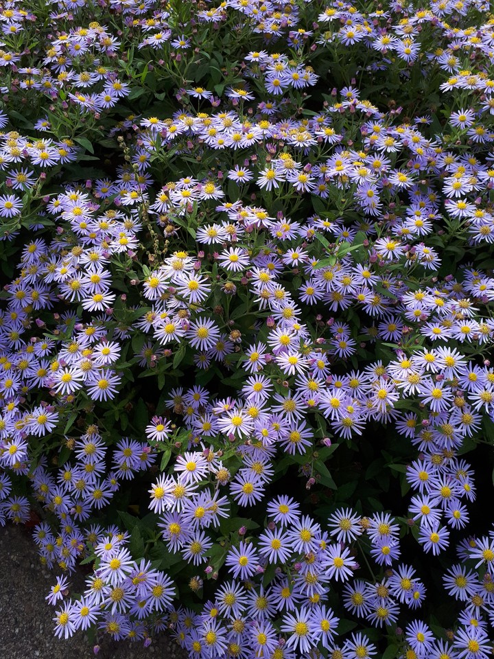 Pretty purple flowers