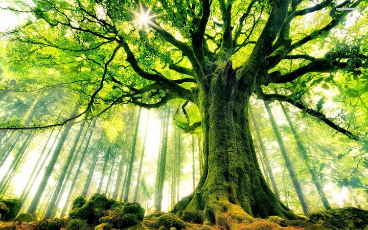 nature