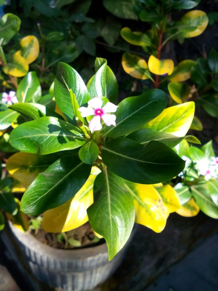 flower