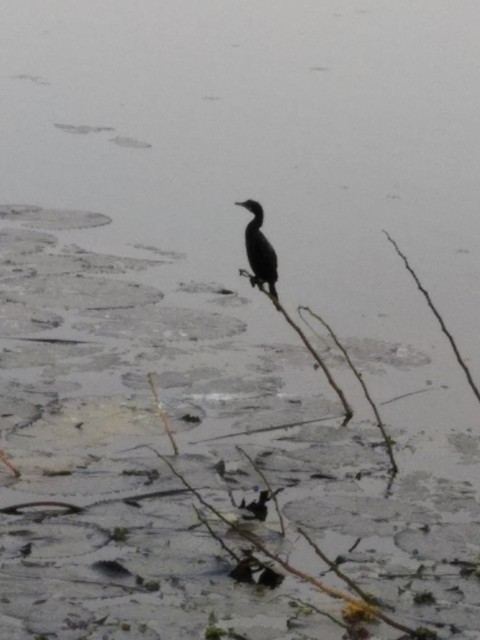 bird