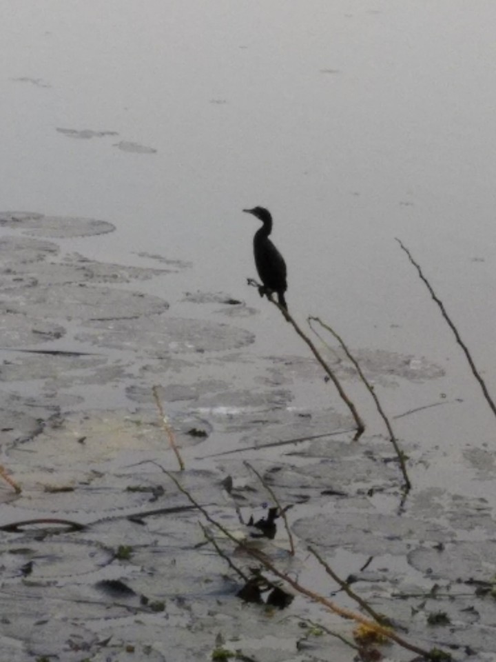 bird