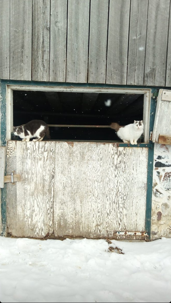 cats n snow
