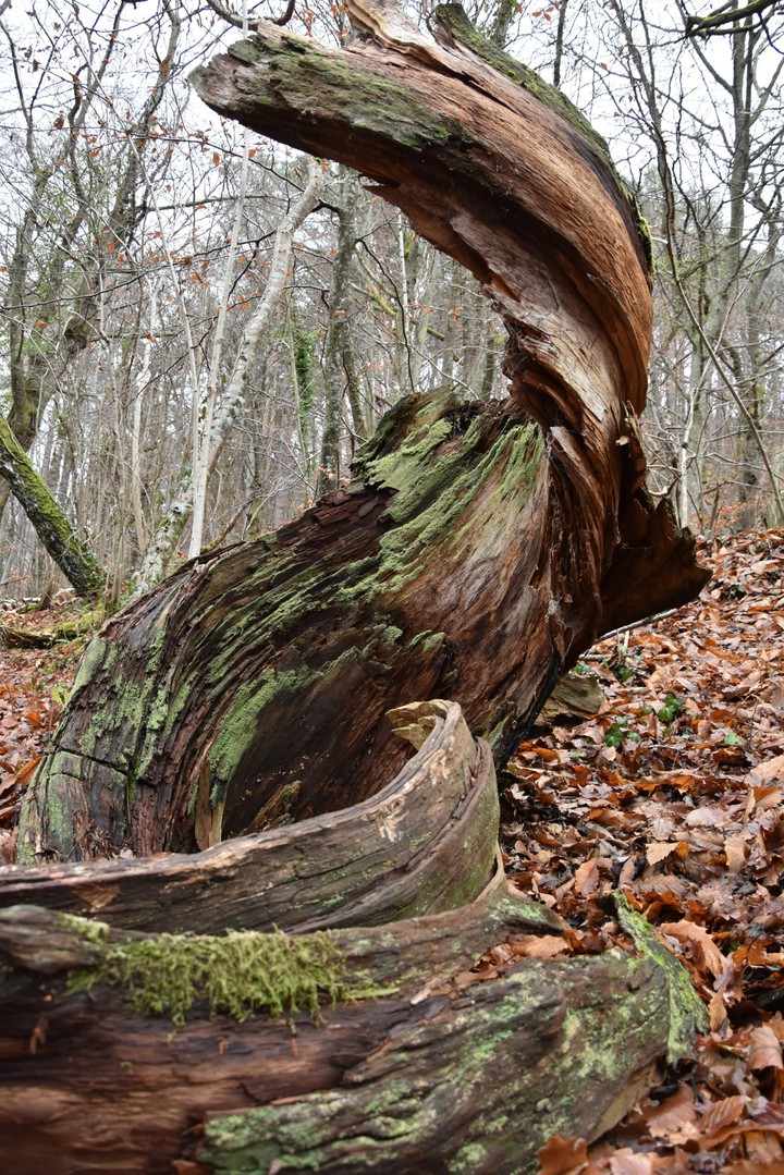Tornade de bois