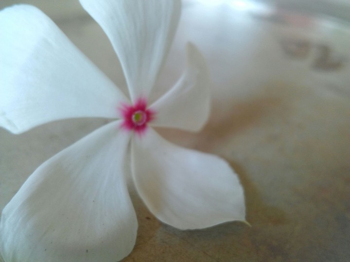 flower
