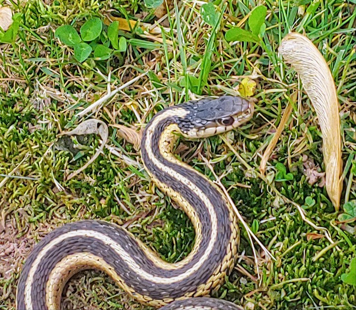 baby snake