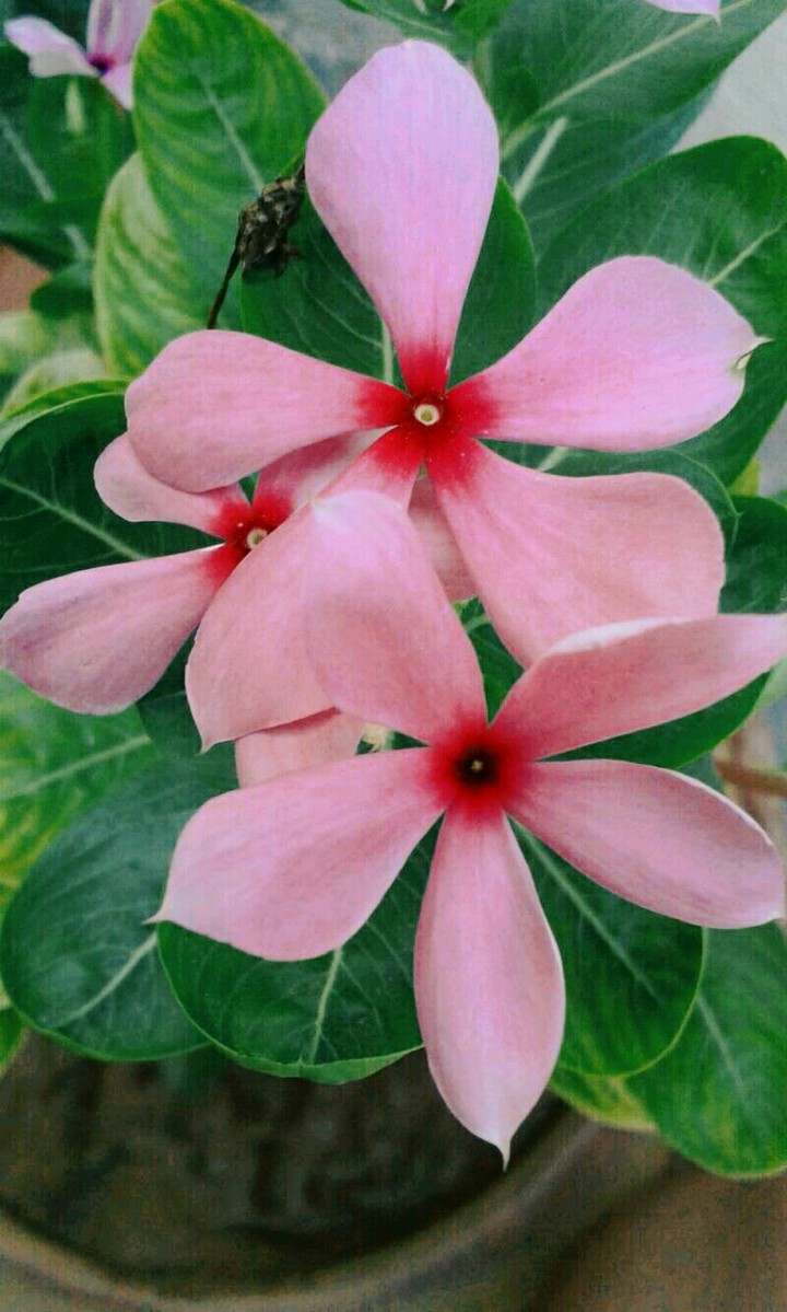 Flowers.