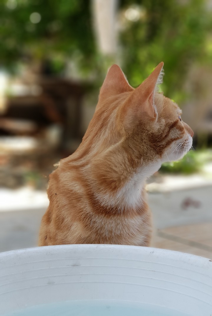 My cat