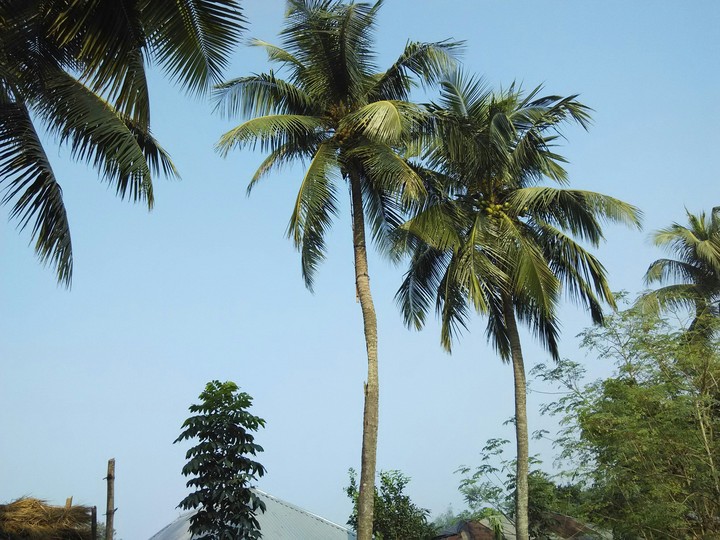 Sahel