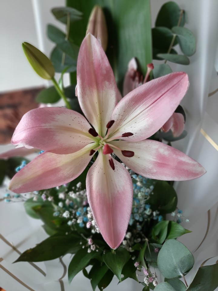 Pink flower