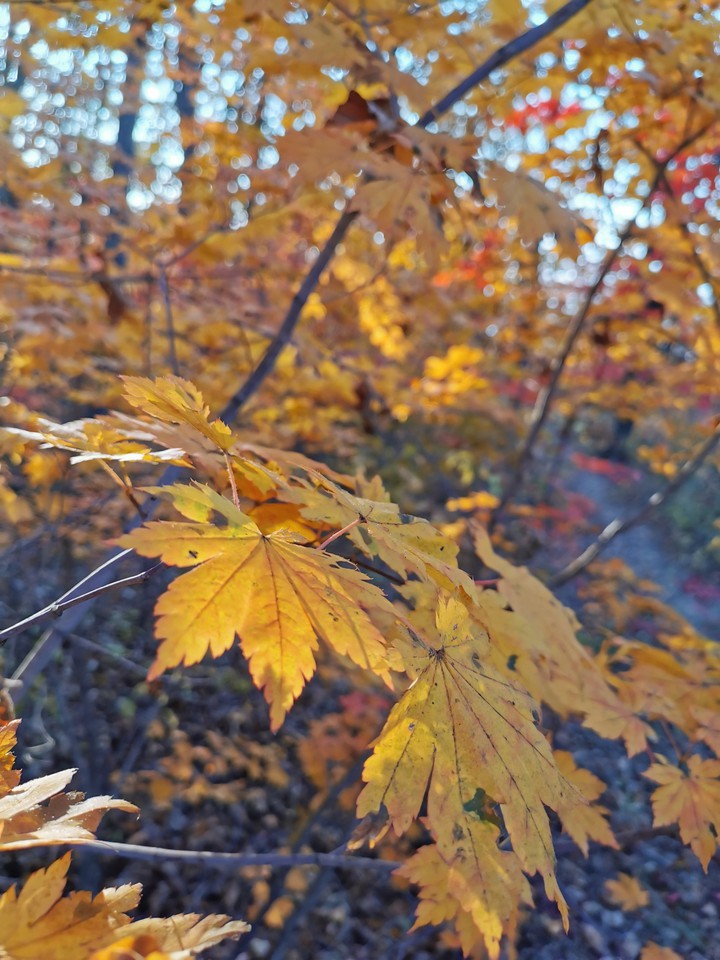 Autumn yelow