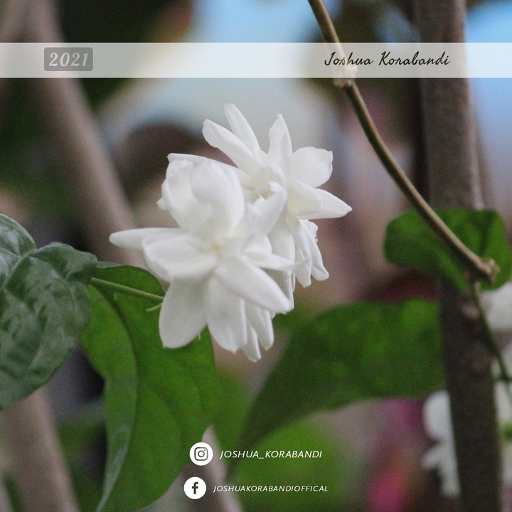 Full bloomed Jasmine