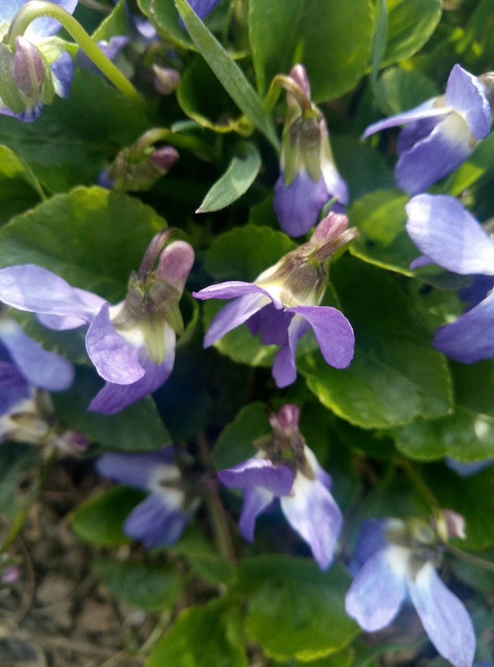 flowers