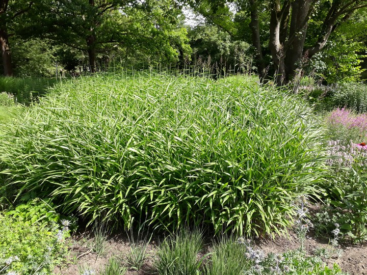 green gras