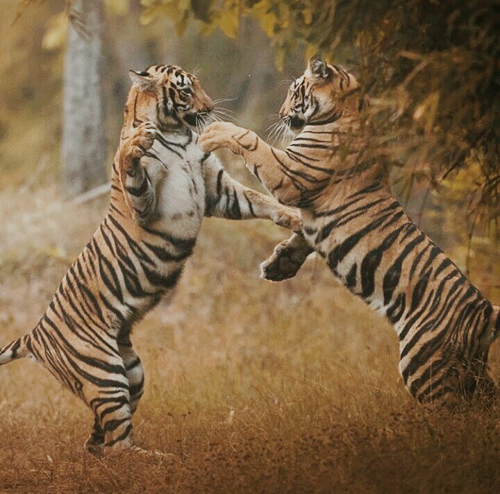 tiger fight cum play?