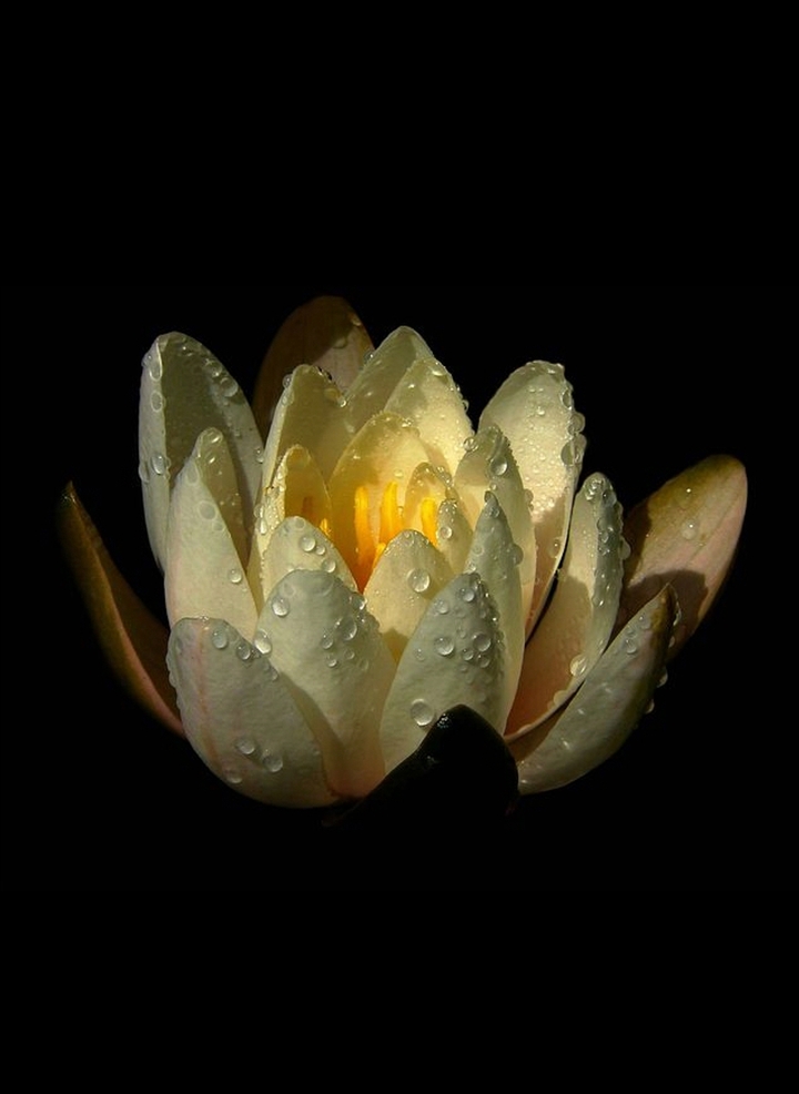waterlilly