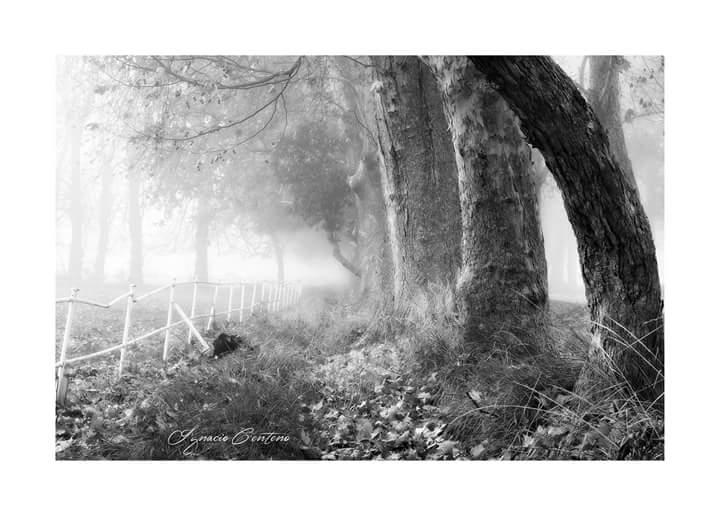 niebla