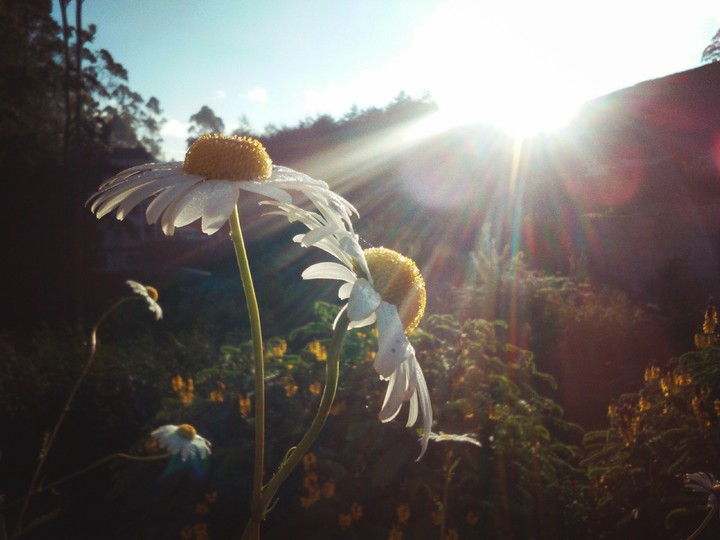 flower