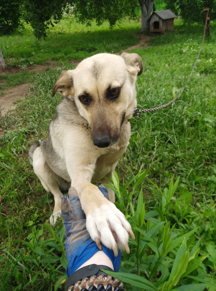 dog