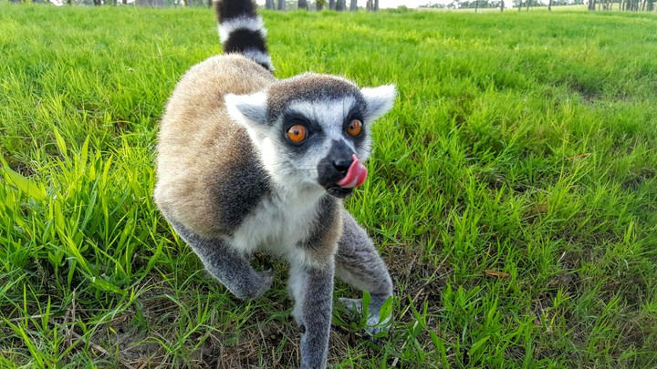 Animal