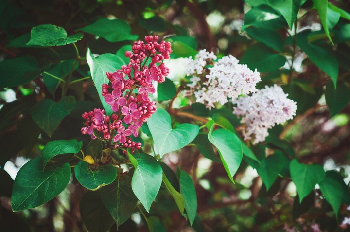 lilac