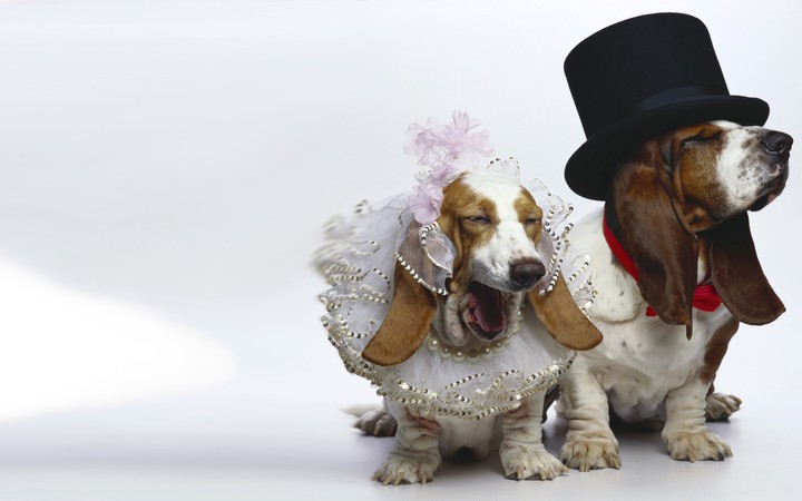 dog's wedding )))