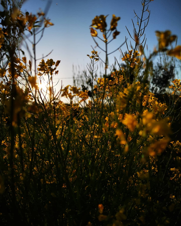 Sun flowers