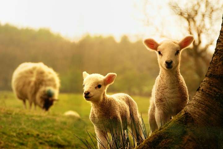 Small lambs behind a tree and a sheep...