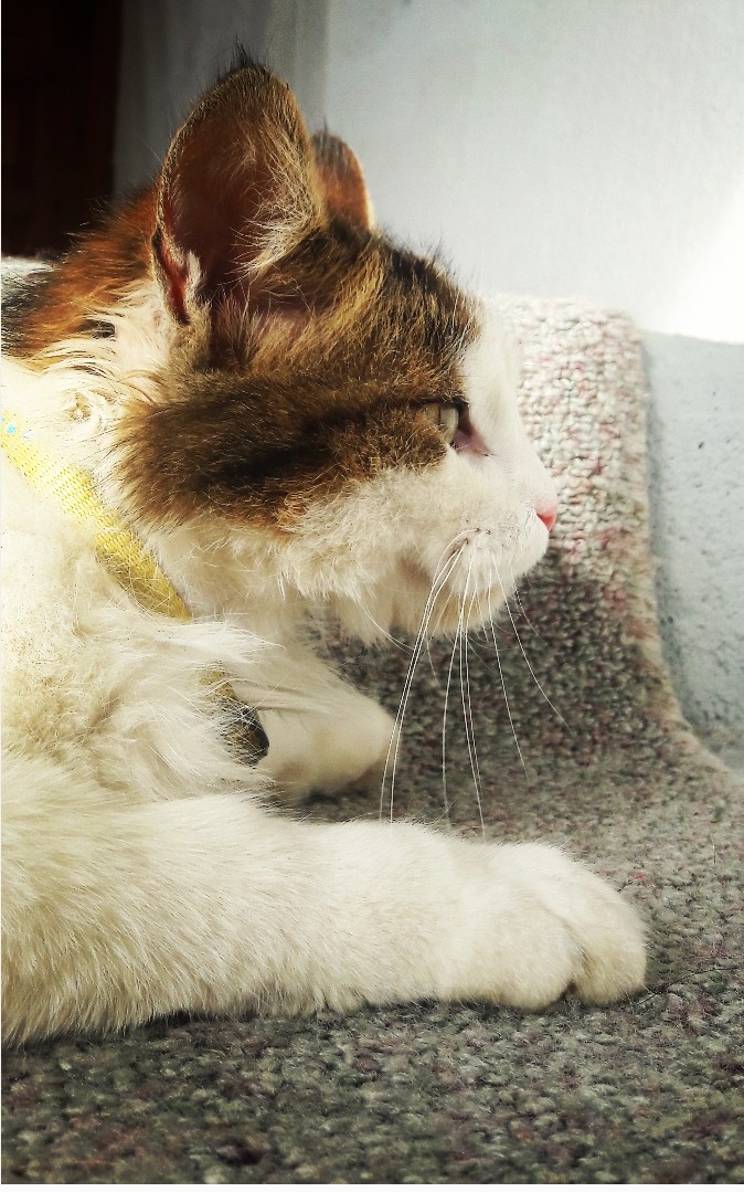 "Cat"
