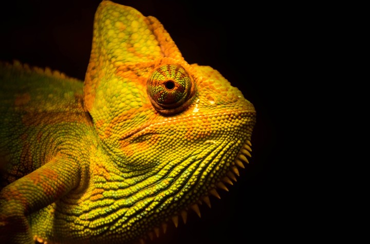 mi reptil favorito