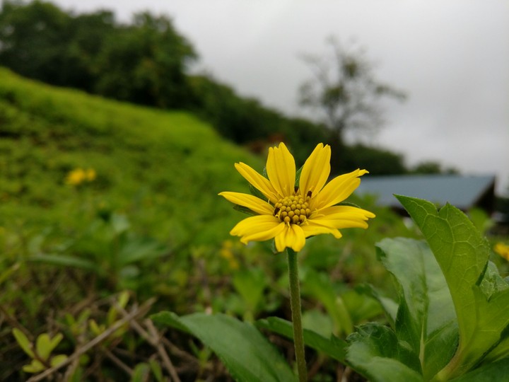 Flower in the garden