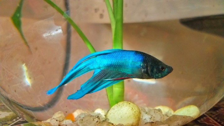 Veil Tail Betta..!!
