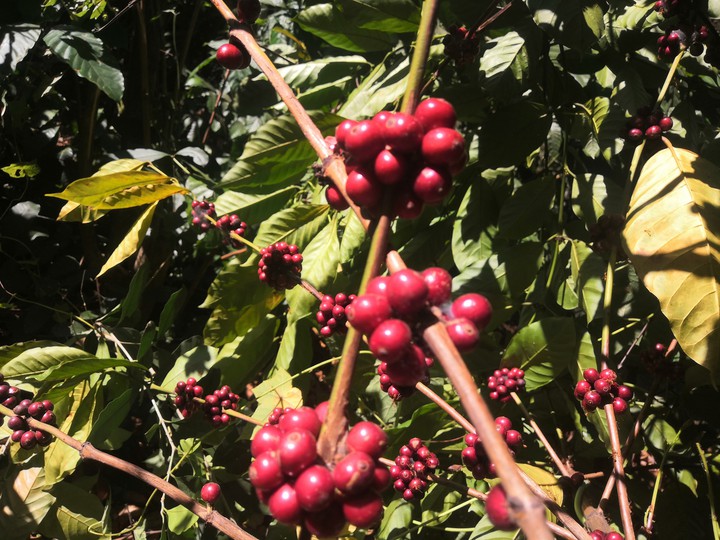 seed of   KAPPI