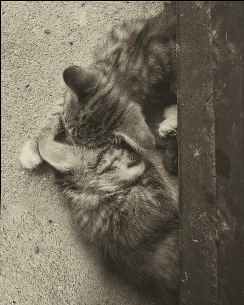 Kittens