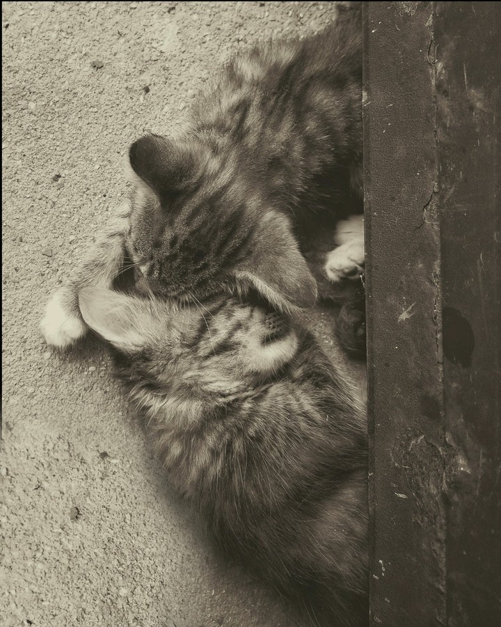 Kittens