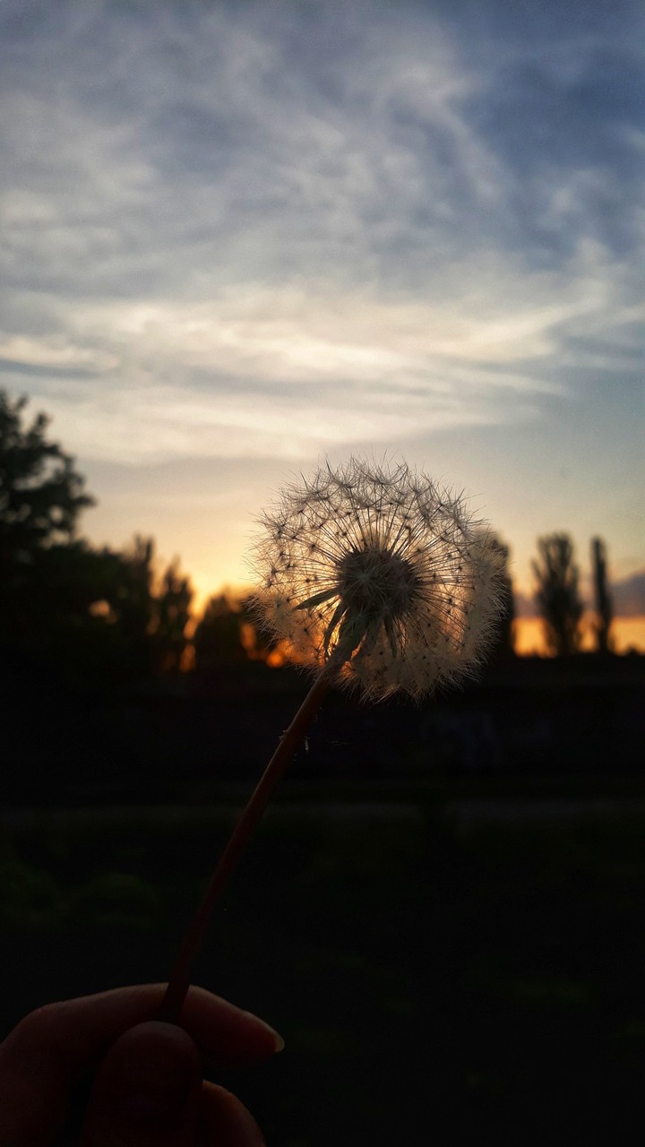 dandelion