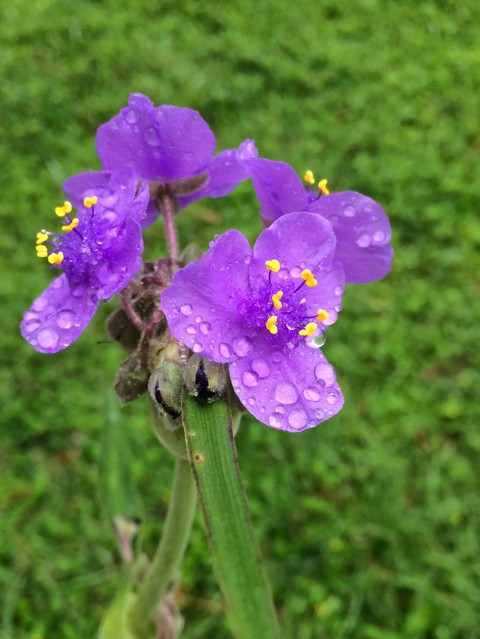 Barton Springs Flower