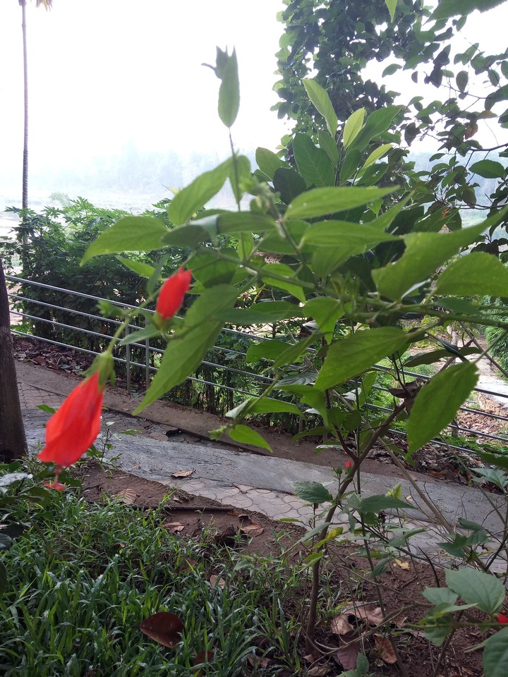 Single Petal Hibicus
