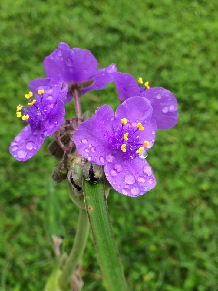 Barton Springs Flower