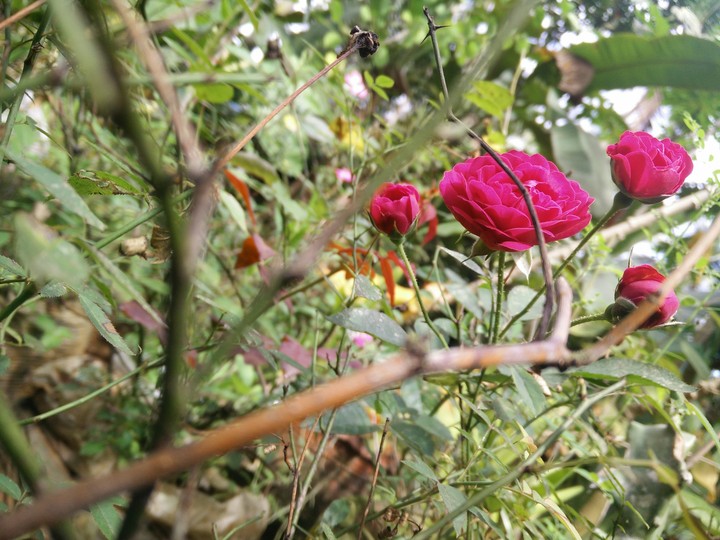Rose